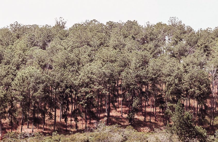 Nirgua en el día del fracaso MichelleUz